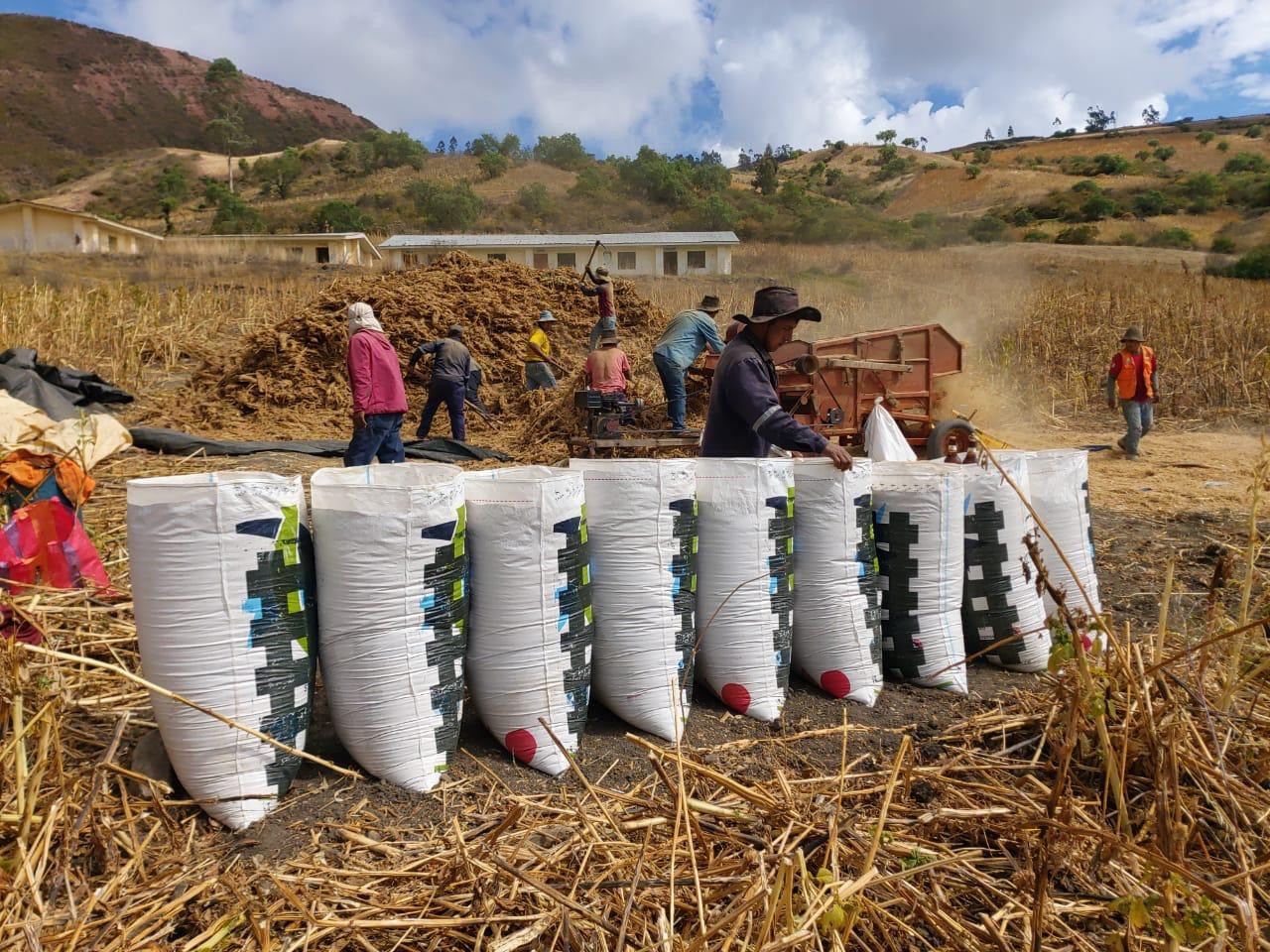 Apoyo en campo a comunidades productoras — cosecha en los Andes, IM Superfoods Perú